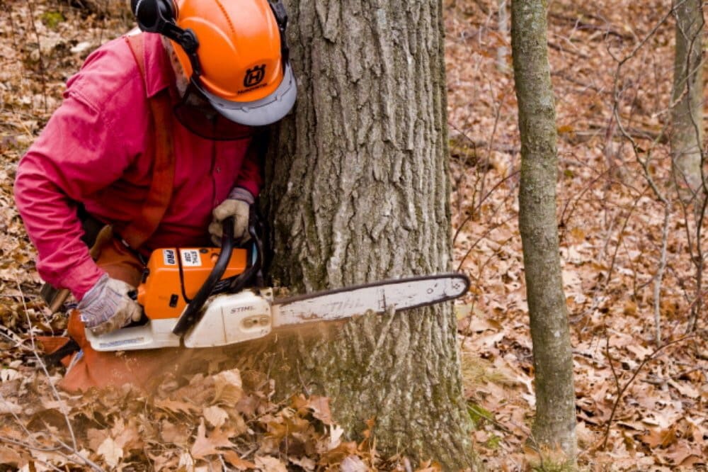 Quand faut-il procéder à l’élagage d’un arbre fruitier ?